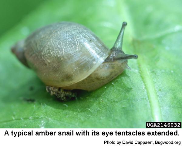 Amber snails are small.